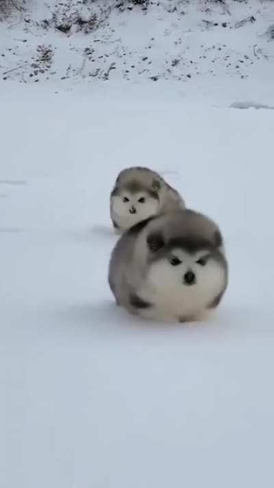 Chonky