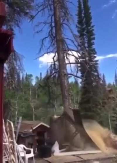HMFT after I cut down a tree
