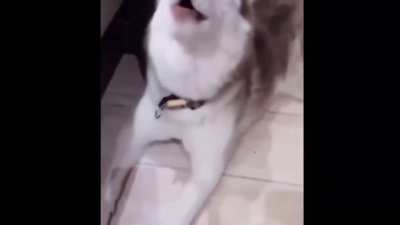 derp doggo