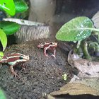 Two of my noisy boys