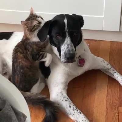 Sometimes, you need a little help flicking that ear back