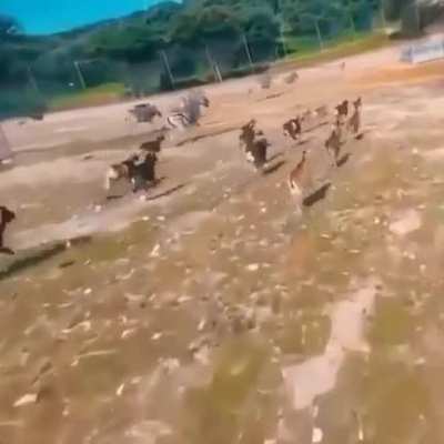 Гляди, как могу!