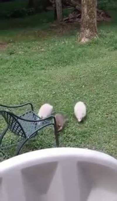 albino rakunlar