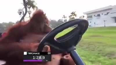 Just a monkey on its way to miamy venice beach in kansas north oregon