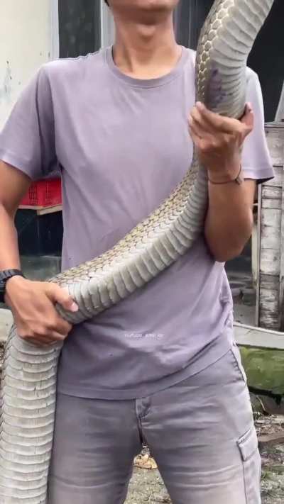 of a cobra