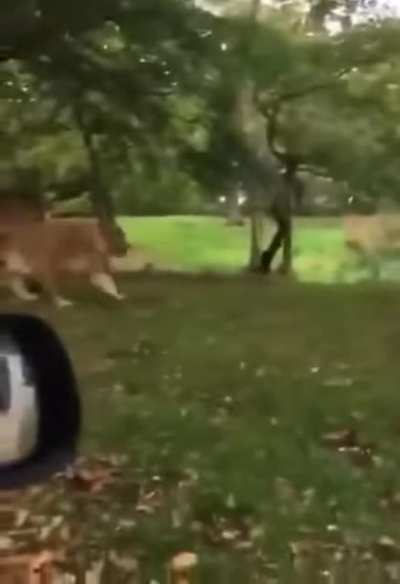 The lion accident caught in the video.
