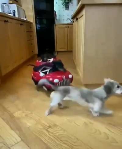 INNoceNt DOG chAsEd bY CraZy MAnIAcs