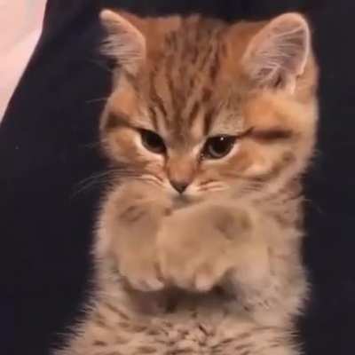 I cat even