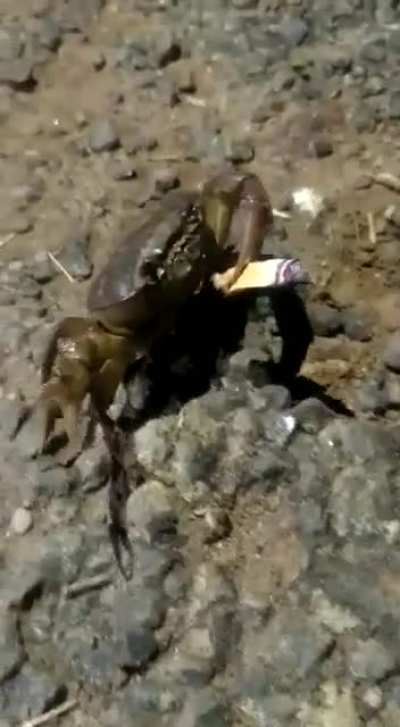 Somebody tell this crab that Smoking is injurious to Health
