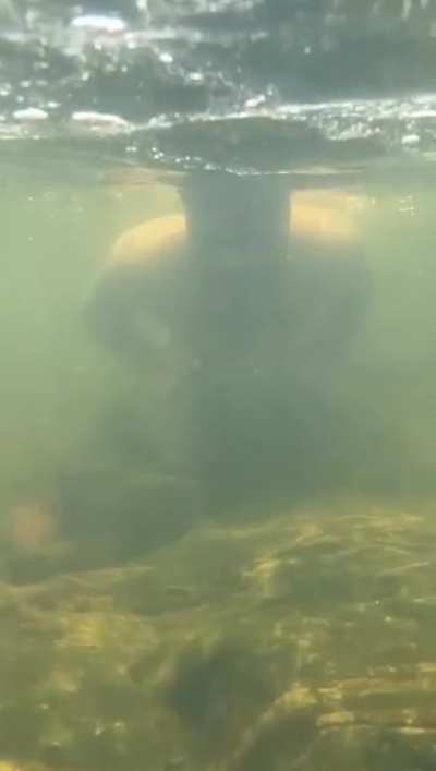 HMRB while I swim with the fishes in a pristine river...
