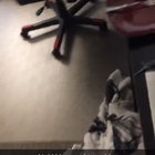 I told him I caught a spider