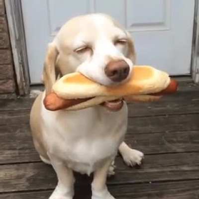Worlds happiest dog