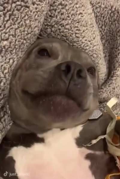 Chewbarka