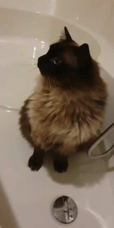 My cat yelling in the bathtub, why? I dont know, he's weird.