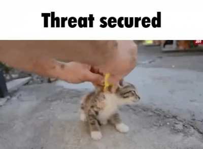 Cat rule