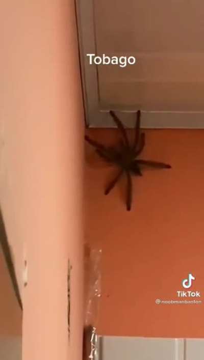 Que lindo es vivir en Australia