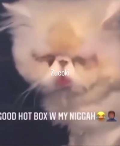 Imagine being the cat. This nigga don’t know wtf is going on.