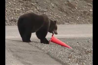 Bear fixes fallen over cone.