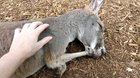 Kangaroos need love too
