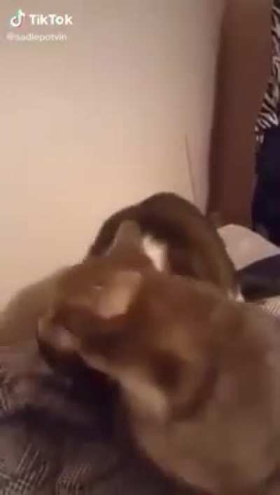 Confused scream