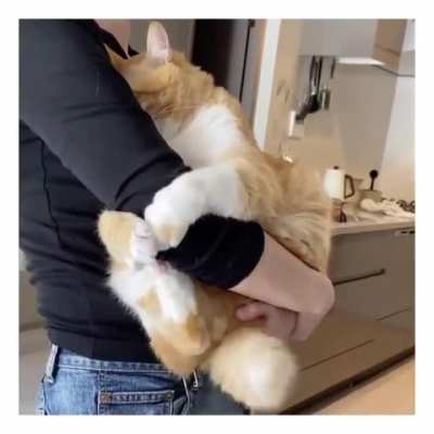 Chonk cuddles