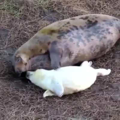 🔥 Baby Seal loves mother's tickles.