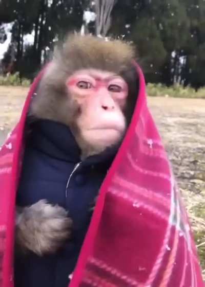 Monke has rizz