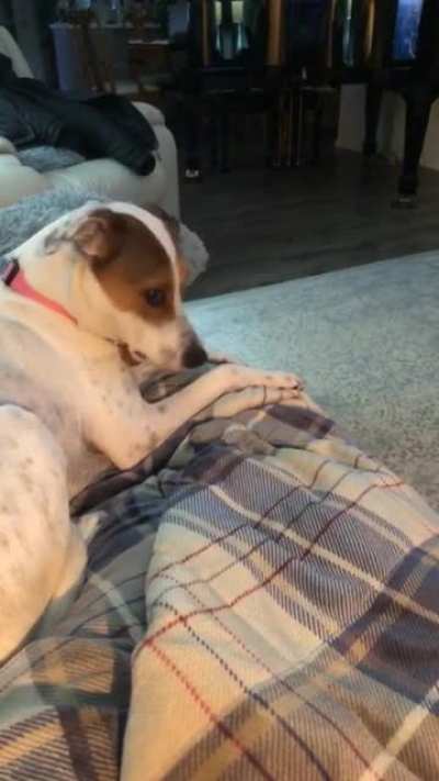 Watch my pup die inside after dropping her toy