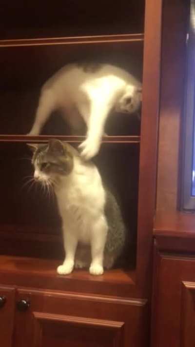 play wif me