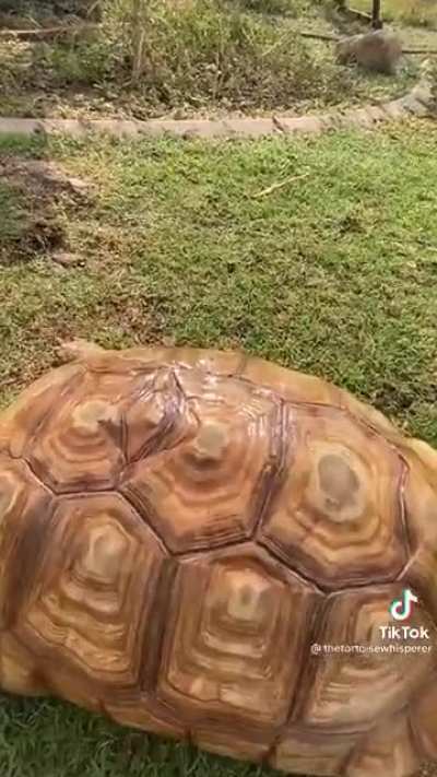 More baby tortoises hatching