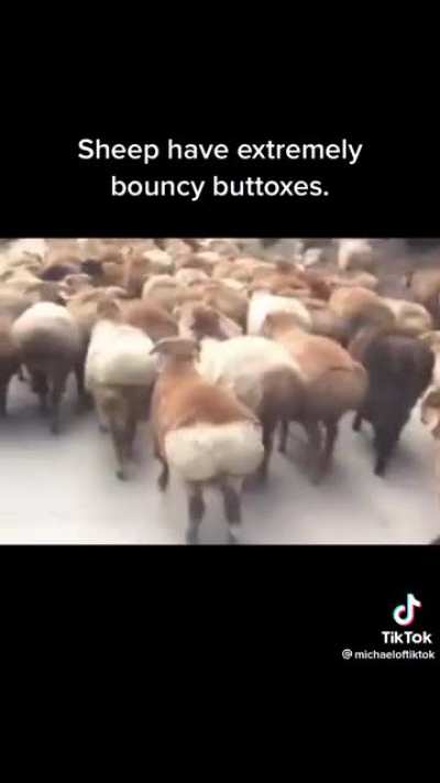 bootyful sheep buttocks