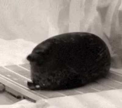 Sea sausage wunk