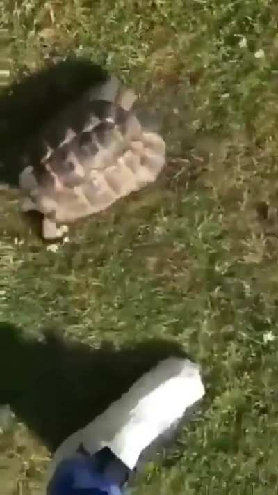 As turtugas realmente fazem isso naturalmente? Se sim, pq? Se não fazem naturalmente, são treinadas?