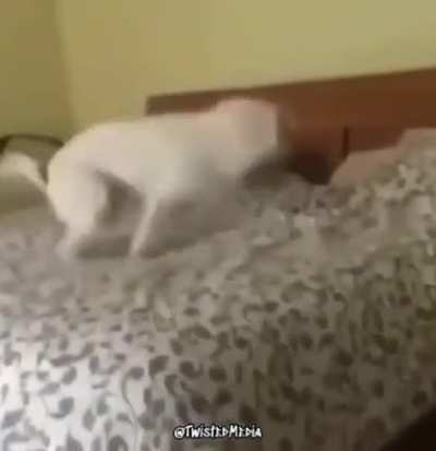The little shit