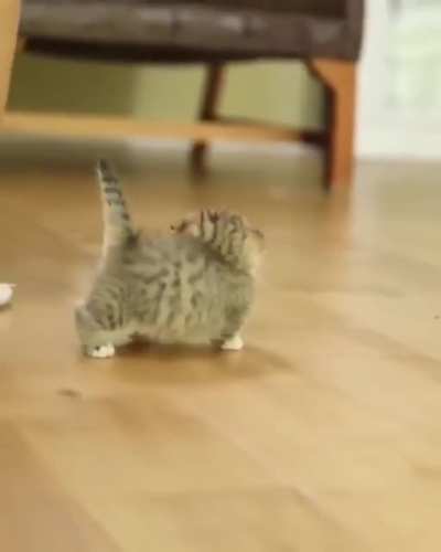 Very adorable small cat