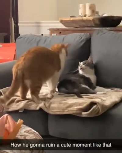 Weird cat
