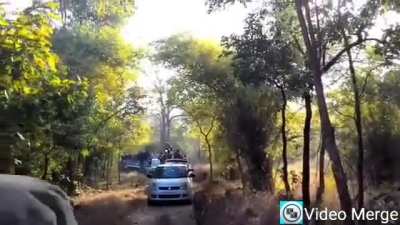 A terrifyingly close encounter with two tigers as tourists freeze completely while one casually plays with the jeep's side-view mirror