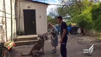 Meet Katie the husky 🐾 She was a stray who jumped into a police car while they were distributing humanitarian aid in Maryinka and wouldn’t get out. She’s now adopted by and officer’s parents and very loved 🥰