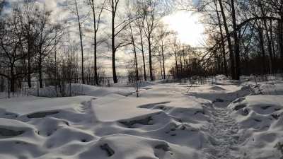 Nature. Winter.