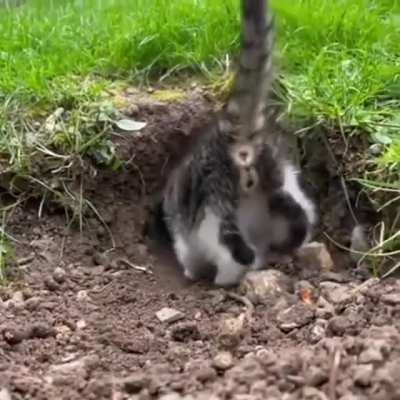 Watching this adorable kitten on r/Aww, when suddenly...