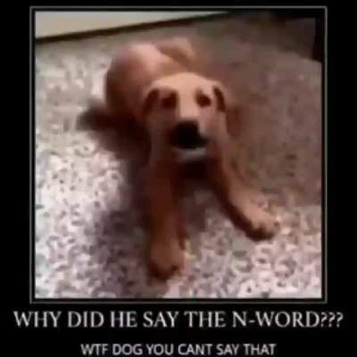 Noooooo perrito que hicisteeee