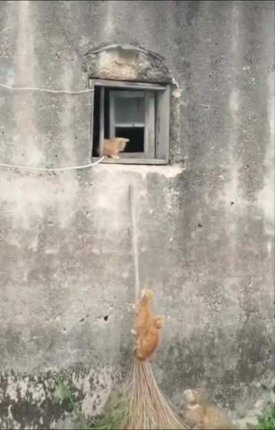 Котики