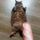 This big boy loves his carbs