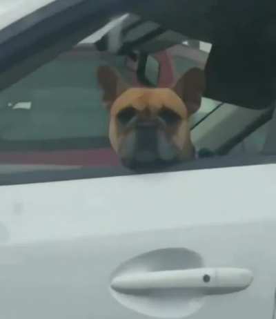 woof_irl