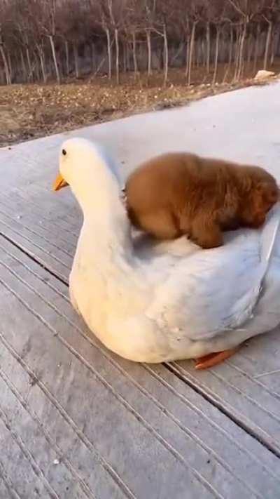 Almost too cute to be real.