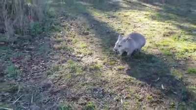 Wombat Funster