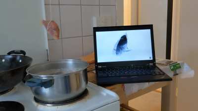 Fish spinning to funky town while it's brothers are boiled in cauldron below
