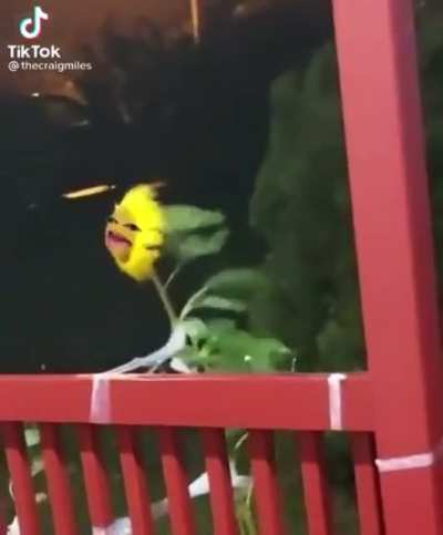 Zyrussy’s plants fighting for their lives after getting hit by a big fat wet juicy windy queef tornado from Jannass