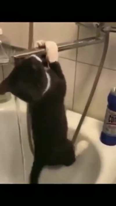 Кот олимпиец