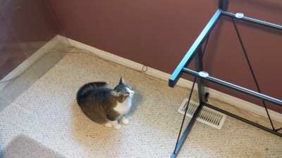 Glass top was removed from table, cat did not understand.
